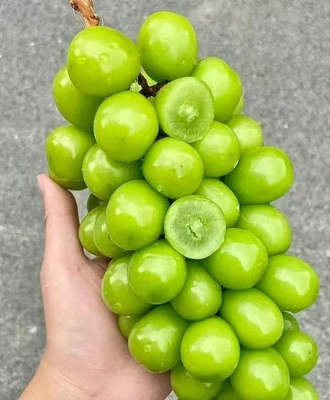 Beli Sealer Tray Ekspansi Vertikal untuk Sunshine Rose Grapes pembuatan online